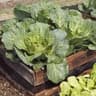 Spring Greens
