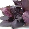 Basil: Purple