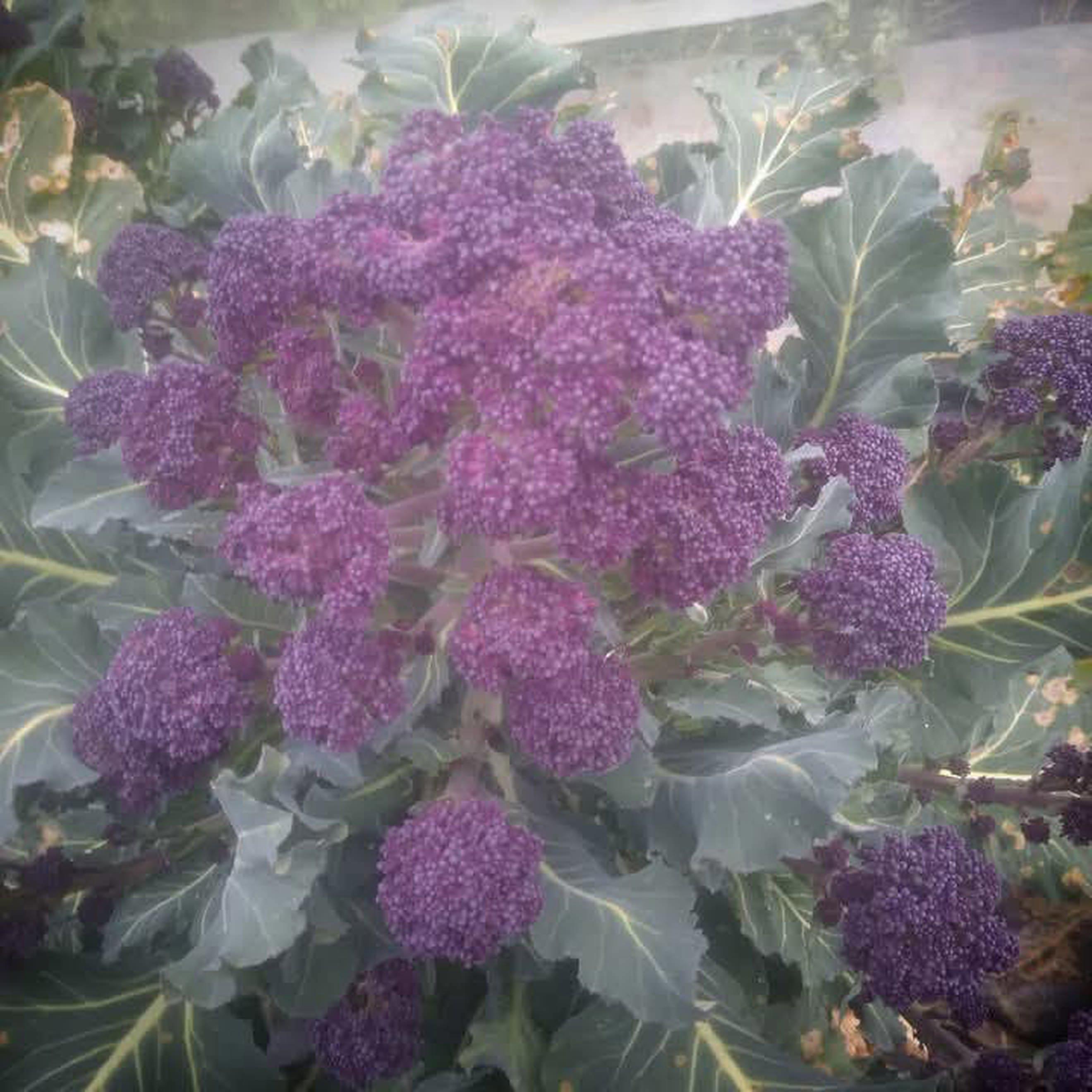 Purple Sprouting Broccoli - Bennison Farm